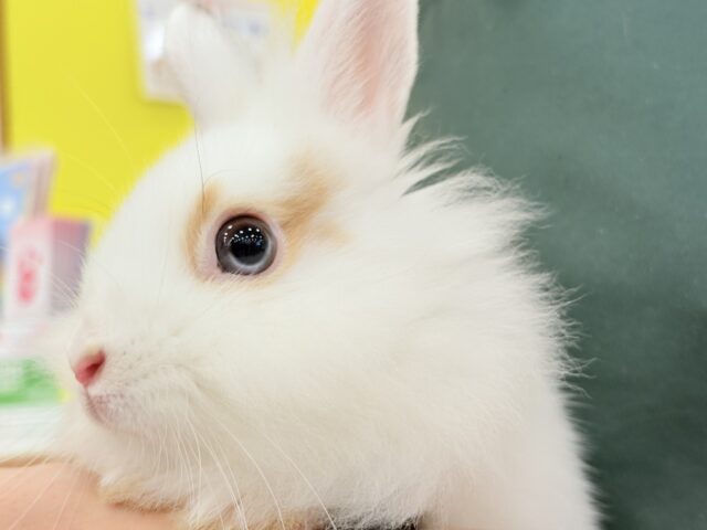 ライオンラビット