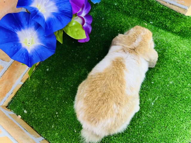 ホーランドロップ