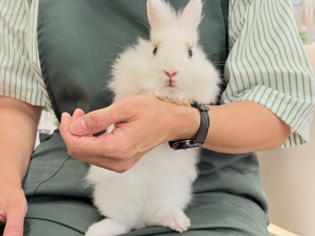 ライオンラビット