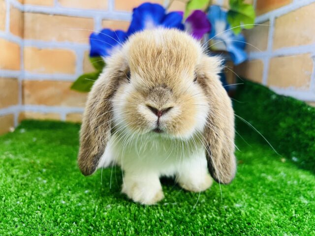 ホーランドロップ