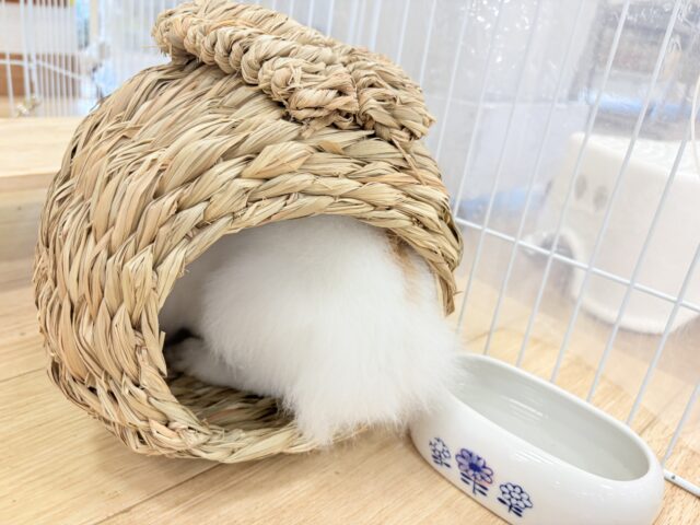 ライオンラビット