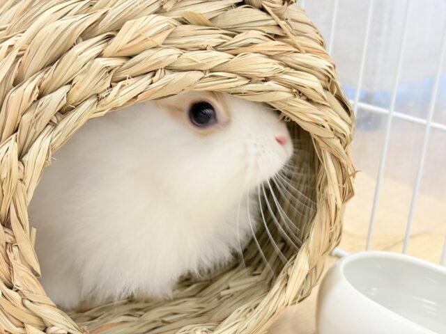 ライオンラビット