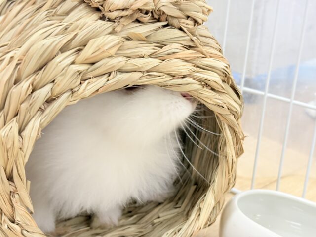 【最新画像更新🪄】もふもふの天使🧚ライオンラビット(ブロークン) 女の子 ライオンラビット