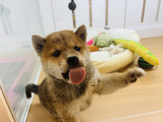 柴犬
