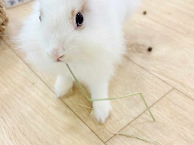 ライオンラビット