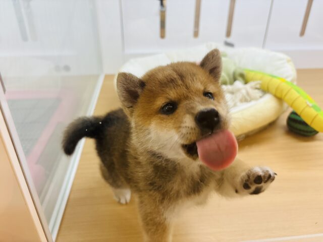 柴犬