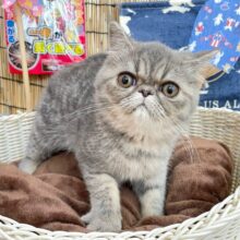 🚨かわいい警報発動🚨エキゾチックショートヘア(ブルータビー)💙男の子💙2025年3月29日生まれ