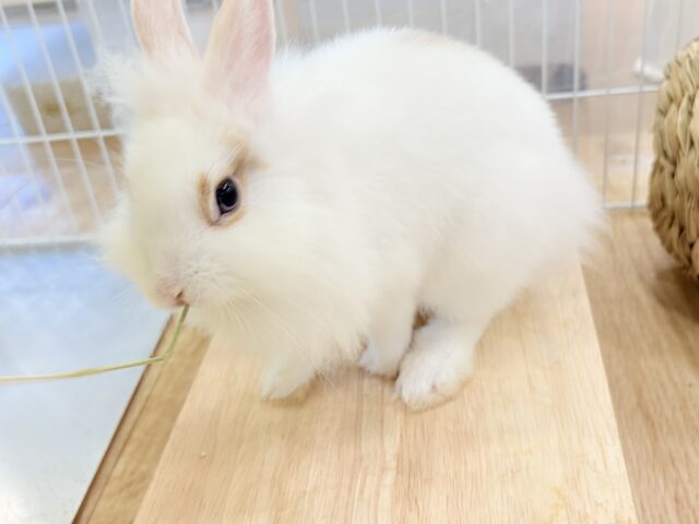 ライオンラビット