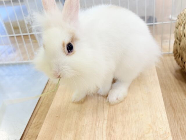 ライオンラビット