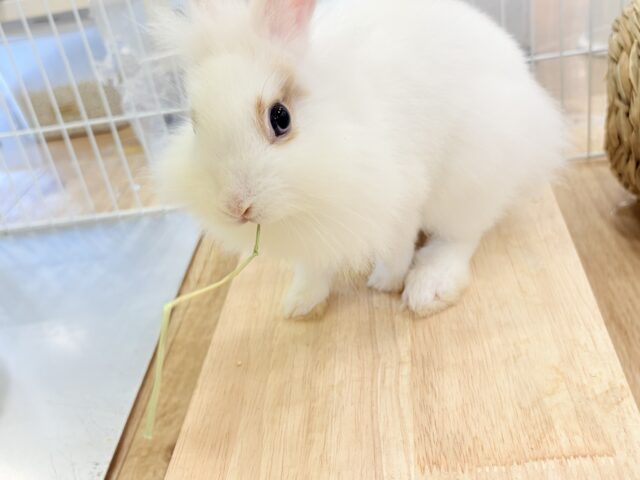 【最新画像更新🪄】もふもふの天使🧚ライオンラビット(ブロークン) 女の子 ライオンラビット