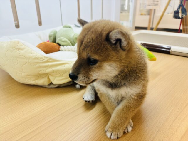 柴犬