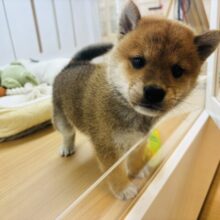 すんご〜く甘えたいっす♡♡柴犬くん！