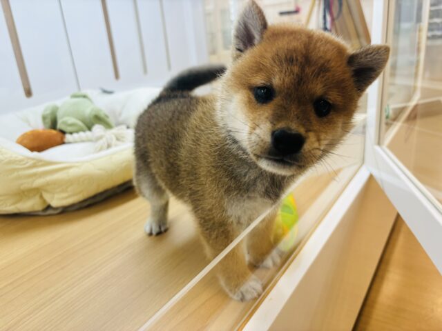 すんご〜く甘えたいっす♡♡柴犬くん！
