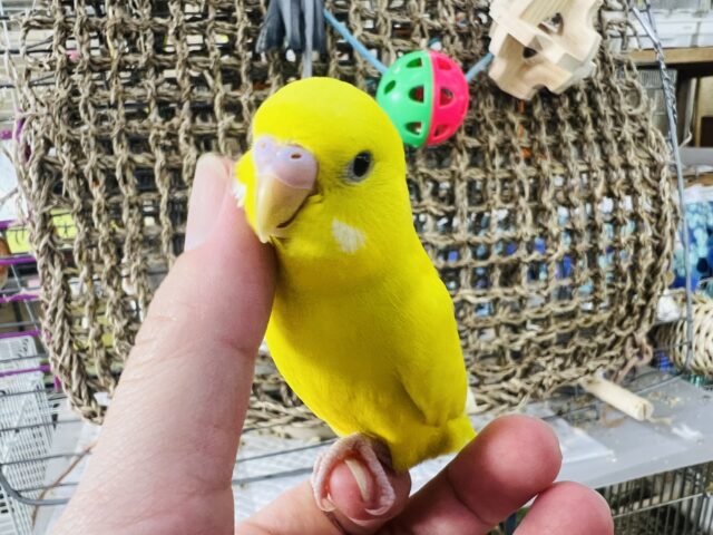 セキセイインコ