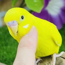 画像更新☆激甘卵焼き🥚💛セキセイインコのヒナ(黄、ダブルファクター)