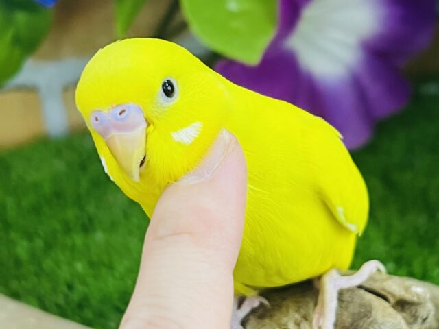 画像更新☆激甘卵焼き🥚💛セキセイインコのヒナ(黄、ダブルファクター)