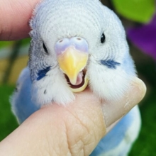 画像更新☆やっぱり人気なんだよね〜✨セキセイインコのヒナ(ブルーパイド)