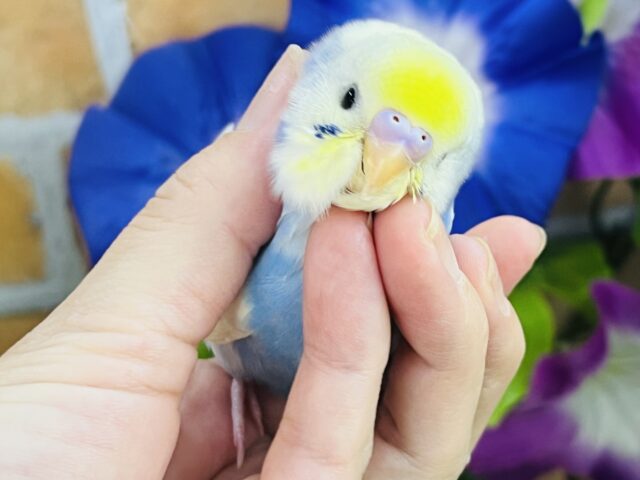 画像更新☆写真映え映え📸セキセイインコのヒナ(パステルレインボースパングルパイド)入荷しました❤️