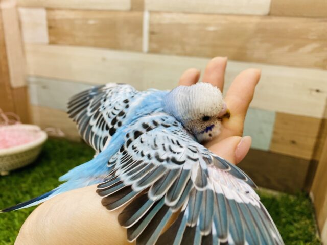 セキセイインコ