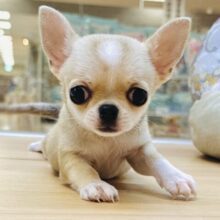 ぺちゃ顔🐶U(>u<)Uᐡ- ·̫ •ᐡฅ🐶🐾スムースチワワくん