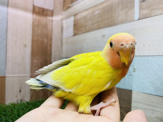 コザクラインコ（小桜インコ）