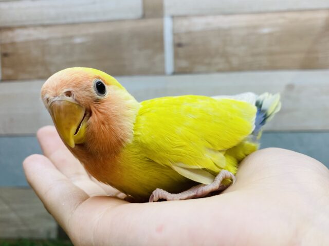 コザクラインコ（小桜インコ）
