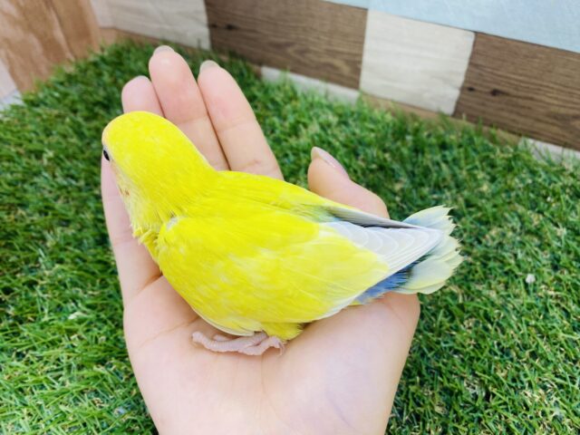 コザクラインコ（小桜インコ）