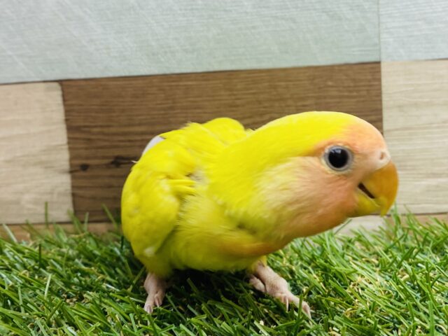 コザクラインコ（小桜インコ）