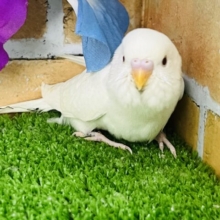 ふわサラ雪ん子♡透明感爆誕✨アルビノセキセイインコ入舎しました♡