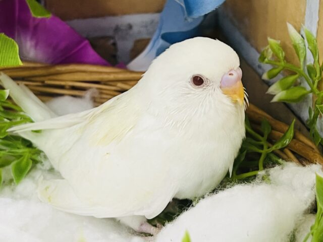 セキセイインコ