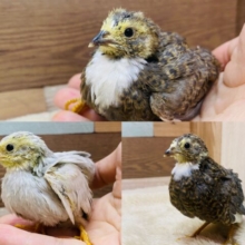 最新画像有ります✌️✨チビチビヒヨコちゃん🐤ヒメウズラさんがやってきました〜