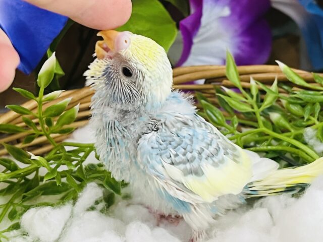 セキセイインコ