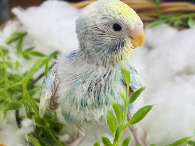 セキセイインコ