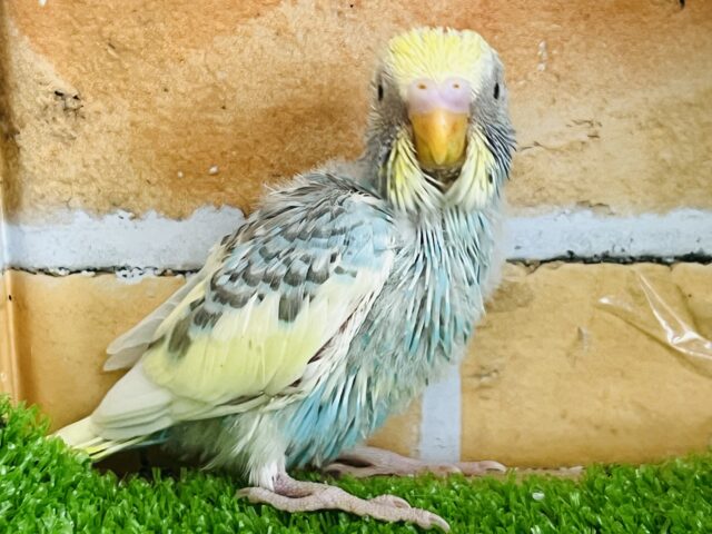 誰にも止められない〜⭐︎セキセイインコ（レインボーパイド）