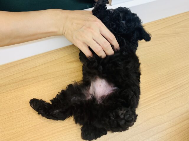 トイプードル