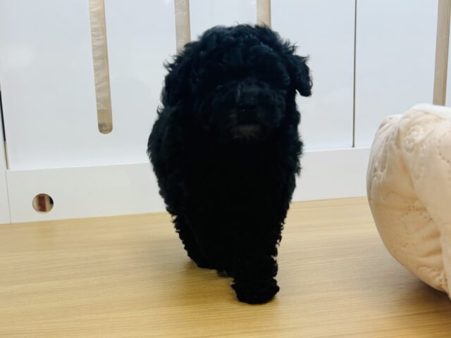 トイプードル