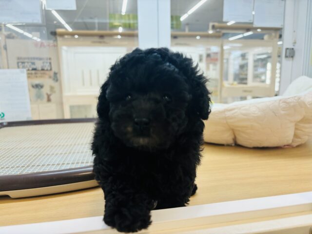トイプードル