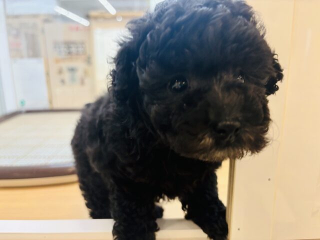 トイプードル
