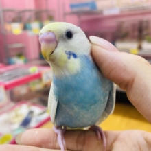 最新画像有ります🐣💗˖⁺みんなの目線を独り占め💕ほわほわ雰囲気なセキセイインコ（パステルレインボースパングル）🐳✨