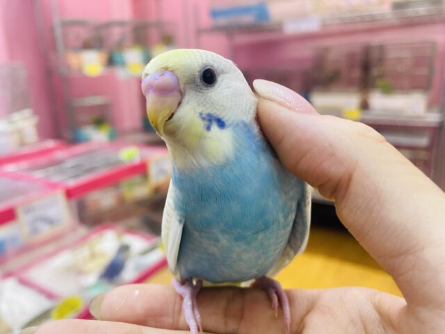 最新画像有ります🐣💗˖⁺みんなの目線を独り占め💕ほわほわ雰囲気なセキセイインコ（パステルレインボースパングル）🐳✨