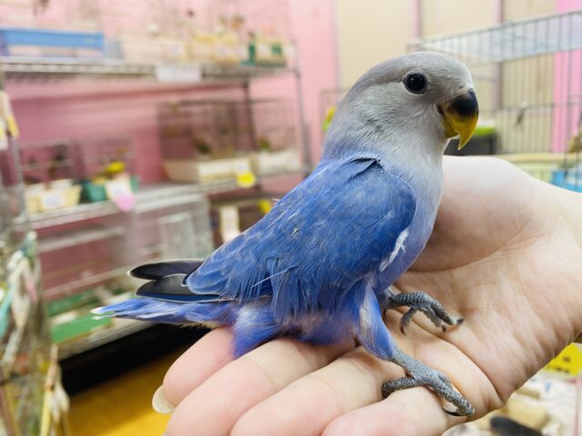 コザクラインコ（小桜インコ）
