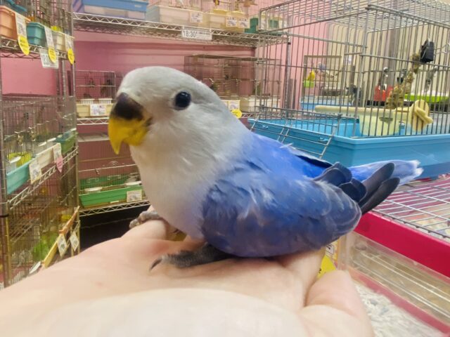 コザクラインコ（小桜インコ）