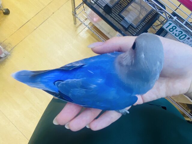 コザクラインコ（小桜インコ）