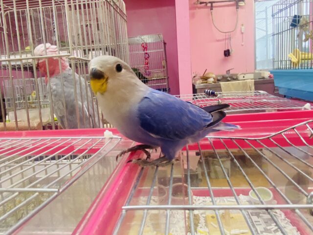 コザクラインコ（小桜インコ）