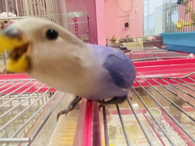 コザクラインコ（小桜インコ）