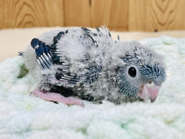 サザナミインコ