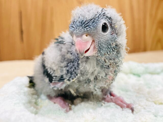 サザナミインコ