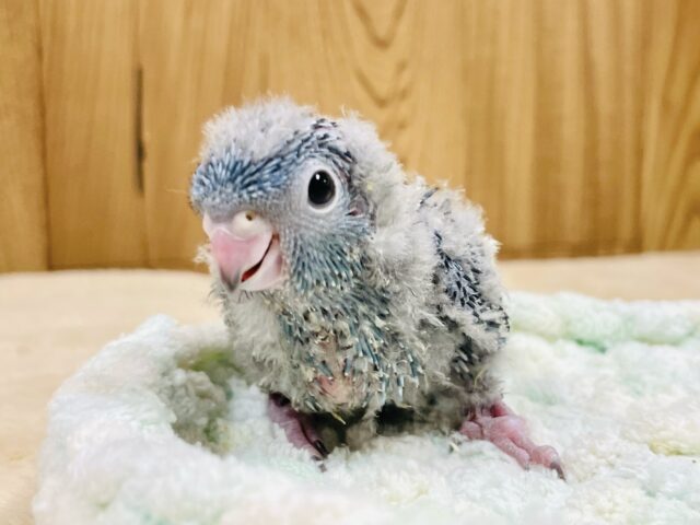 まんまるおめめが可愛すぎる✨サザナミインコ（コバルト）ヒナ