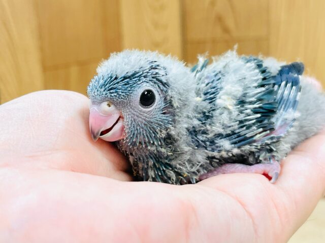サザナミインコ