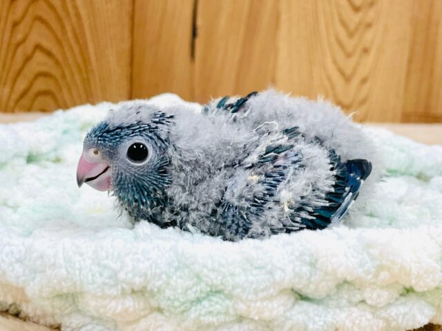 サザナミインコ